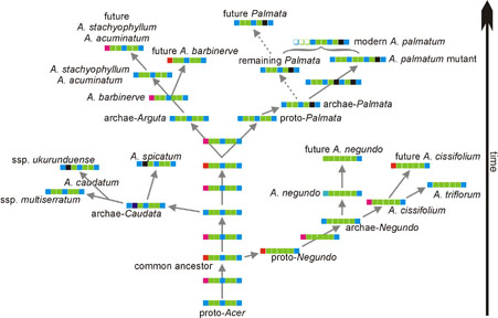 Evolution of a length-polymorphic motif in the ITS2 of Acer sect. Palmata