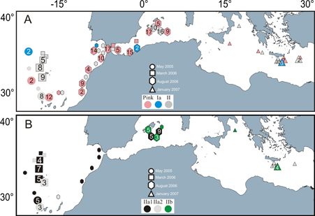 Spatial distribution of SSU genotypes of the planktonic foraminifer Globigerinoides ruber and allies
