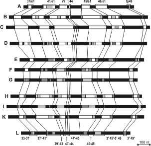 Längenpolymorphismen und Variabilität in der SSU von Foraminiferen