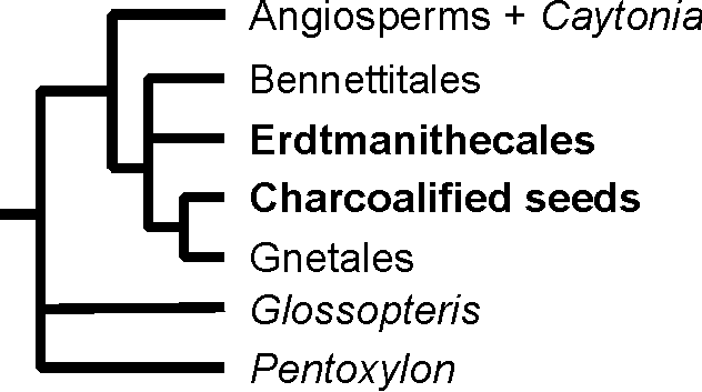 The Bennetittales-Erdtmanithecales-Gnetales clade