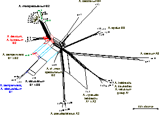 Network based on Phylogenetic Bray-Curtis transformed cloned ITS data of Acer sect. Acer