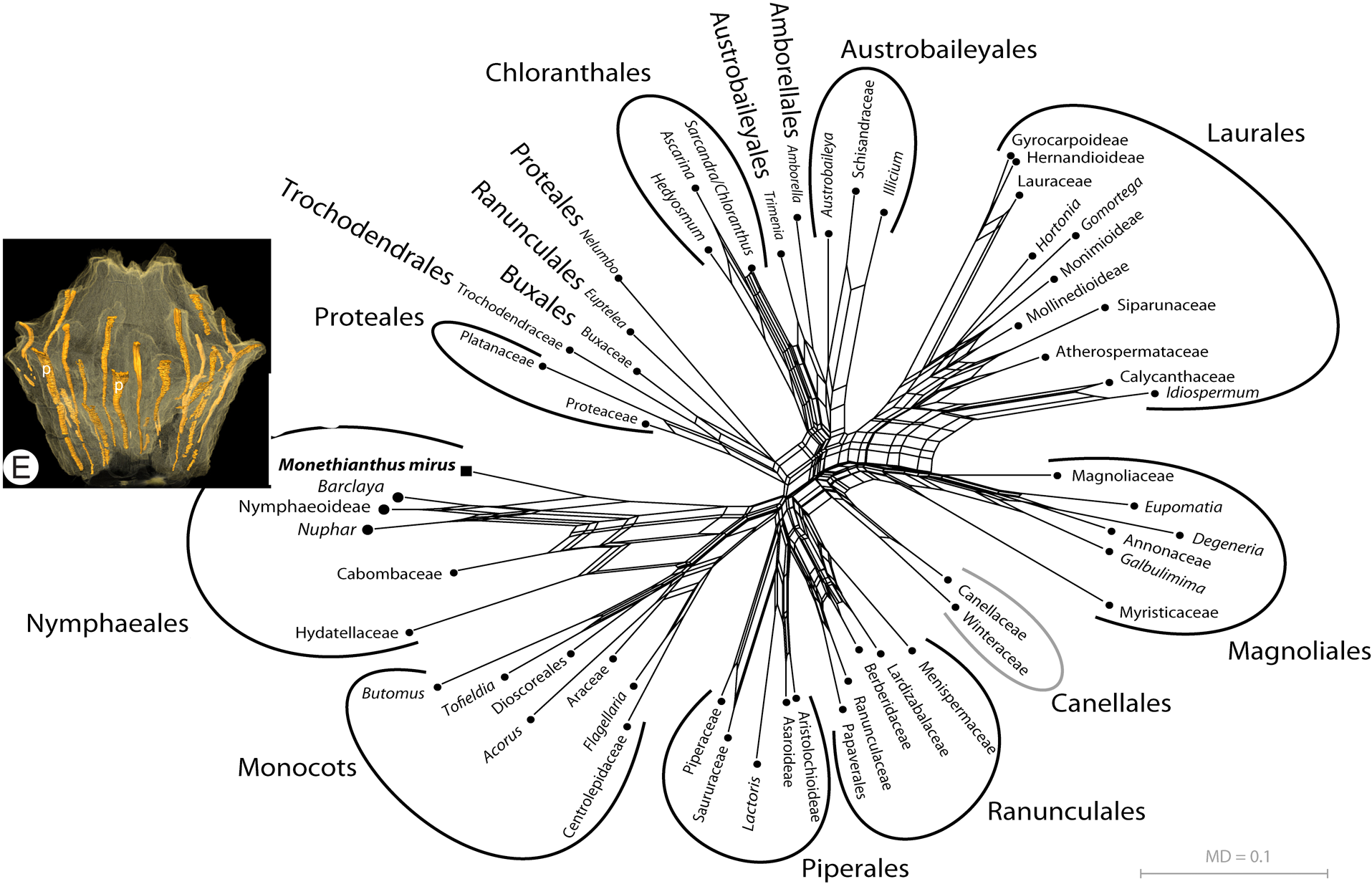 Angiosperm network based on morphological distances including the fossil Monethianthus