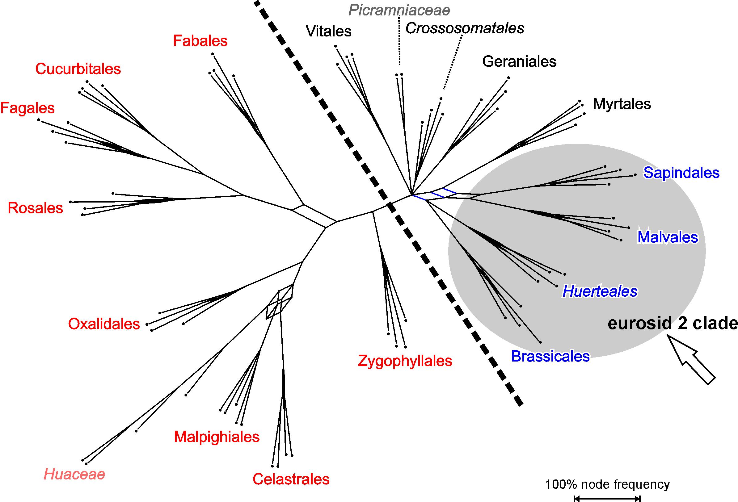 Konsensusnetz basierend auf 100 GRTS-Replikaten unter Verwendung der Ordnungszugehörigkeit und rbcL Daten
            aller Eudikotyledonen (exkl. Euasteriden)