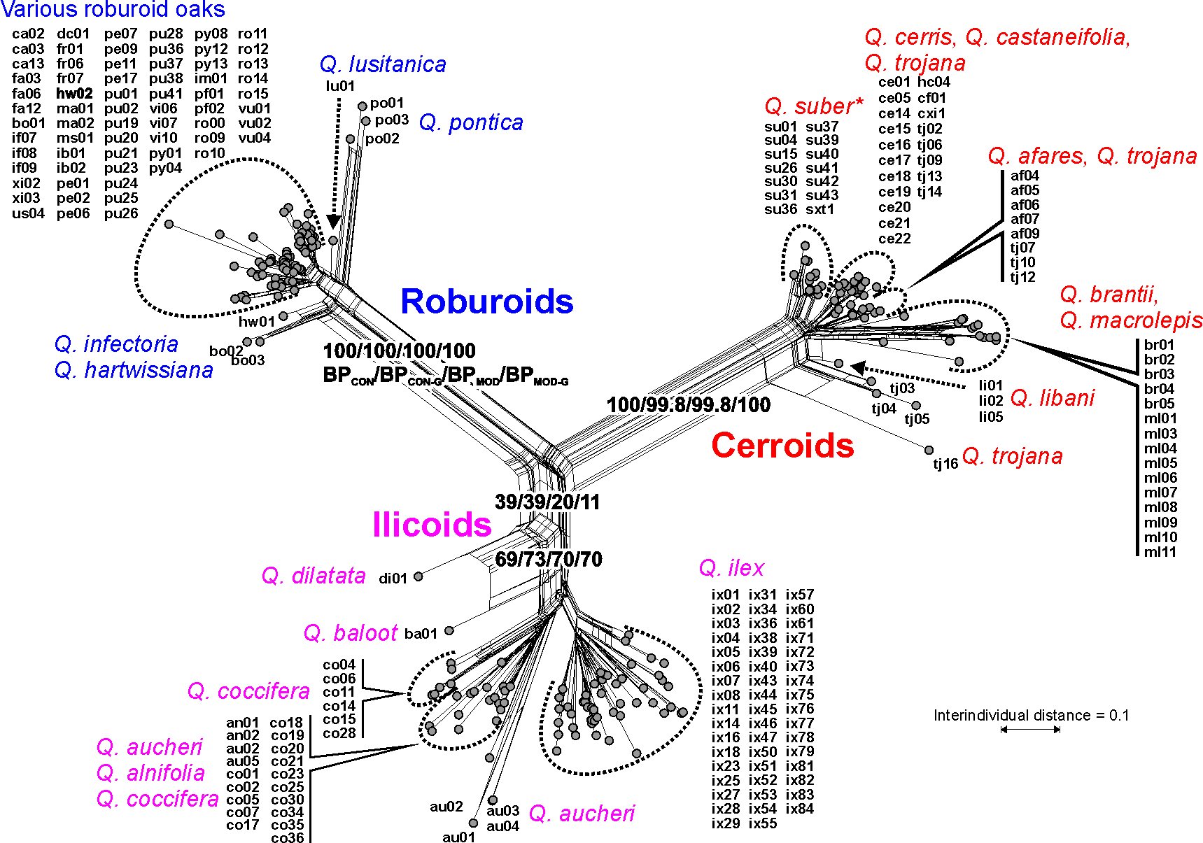 Netzwerk der eurasischen Eichen basierend auf transformierten (PBC) genetischen Distanzen