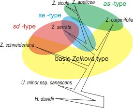 Lineage sorting & lateral gene flow in Zelkova